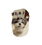 フェルトワンコつぶやく（個別スタンプ：8）