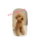 フェルトワンコつぶやく（個別スタンプ：9）
