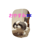 フェルトワンコつぶやく（個別スタンプ：11）