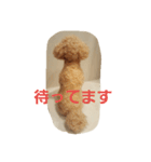フェルトワンコつぶやく（個別スタンプ：16）
