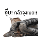 Cat_Lumpini park（個別スタンプ：2）