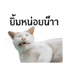Cat_Lumpini park（個別スタンプ：3）