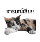 Cat_Lumpini park（個別スタンプ：4）