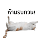 Cat_Lumpini park（個別スタンプ：6）