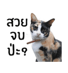 Cat_Lumpini park（個別スタンプ：7）
