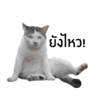 Cat_Lumpini park（個別スタンプ：11）