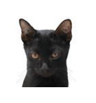 Cat_Lumpini park（個別スタンプ：14）