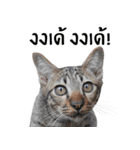 Cat_Lumpini park（個別スタンプ：15）