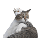 Cat_Lumpini park（個別スタンプ：16）