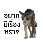 Cat_Lumpini park（個別スタンプ：17）