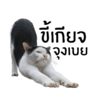 Cat_Lumpini park（個別スタンプ：18）