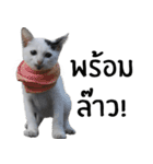 Cat_Lumpini park（個別スタンプ：19）