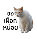 Cat_Lumpini park（個別スタンプ：21）