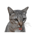 Cat_Lumpini park（個別スタンプ：26）