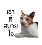 Cat_Lumpini park（個別スタンプ：27）
