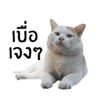 Cat_Lumpini park（個別スタンプ：30）