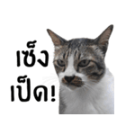 Cat_Lumpini park（個別スタンプ：31）