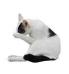 Cat_Lumpini park（個別スタンプ：34）