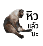 Cat_Lumpini park（個別スタンプ：39）