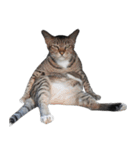 Cat_Lumpini park（個別スタンプ：40）