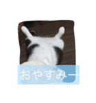 我が家のぽんずくん（個別スタンプ：3）