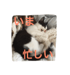 我が家のぽんずくん（個別スタンプ：5）
