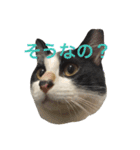 我が家のぽんずくん（個別スタンプ：7）