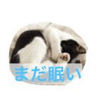 我が家のぽんずくん（個別スタンプ：8）