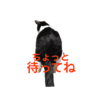 我が家のぽんずくん（個別スタンプ：10）