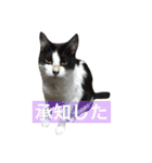 我が家のぽんずくん（個別スタンプ：11）