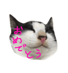 我が家のぽんずくん（個別スタンプ：12）