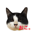 我が家のぽんずくん（個別スタンプ：16）