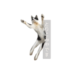 我が家のぽんずくん（個別スタンプ：17）
