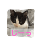 我が家のぽんずくん（個別スタンプ：20）