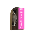 我が家のぽんずくん（個別スタンプ：22）