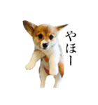 Corgiiiiiii（個別スタンプ：1）