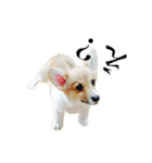 Corgiiiiiii（個別スタンプ：2）