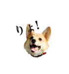 Corgiiiiiii（個別スタンプ：3）