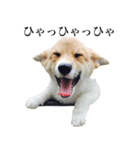Corgiiiiiii（個別スタンプ：4）