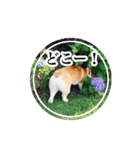Corgiiiiiii（個別スタンプ：8）
