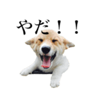 Corgiiiiiii（個別スタンプ：9）