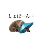 Corgiiiiiii（個別スタンプ：10）