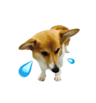 Corgiiiiiii（個別スタンプ：11）