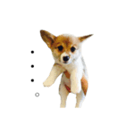 Corgiiiiiii（個別スタンプ：12）