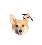 Corgiiiiiii（個別スタンプ：14）