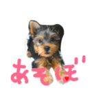 ヨーキー ヴィヴィちゃん1（個別スタンプ：1）