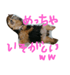 ヨーキー ヴィヴィちゃん1（個別スタンプ：11）