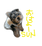 ヨーキー ヴィヴィちゃん1（個別スタンプ：13）
