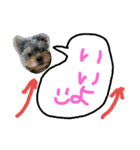ヨーキー ヴィヴィちゃん1（個別スタンプ：14）