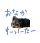 ヨーキー ヴィヴィちゃん1（個別スタンプ：22）